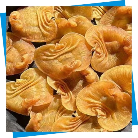 赤嘴鳘魚(yú)膠