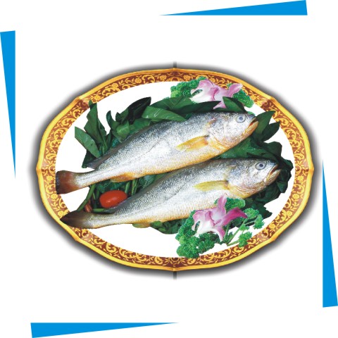 東海大黃魚(yú)